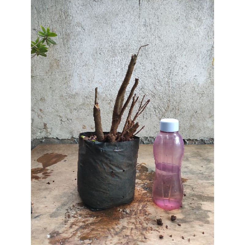 bahan bonsai asoka merah daun mikro 5