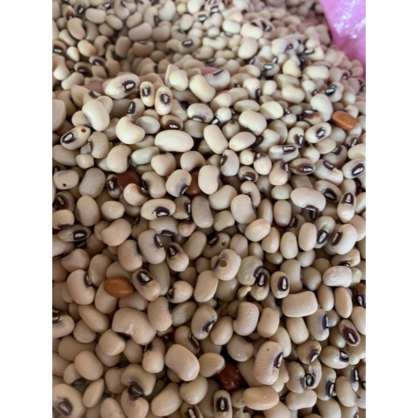 

kacang putih