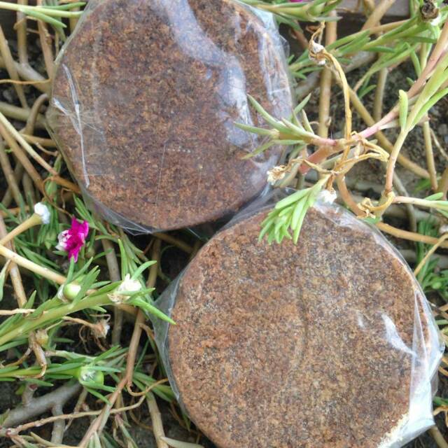 

Terasi Oven Khas Lombok / Belacan Asli