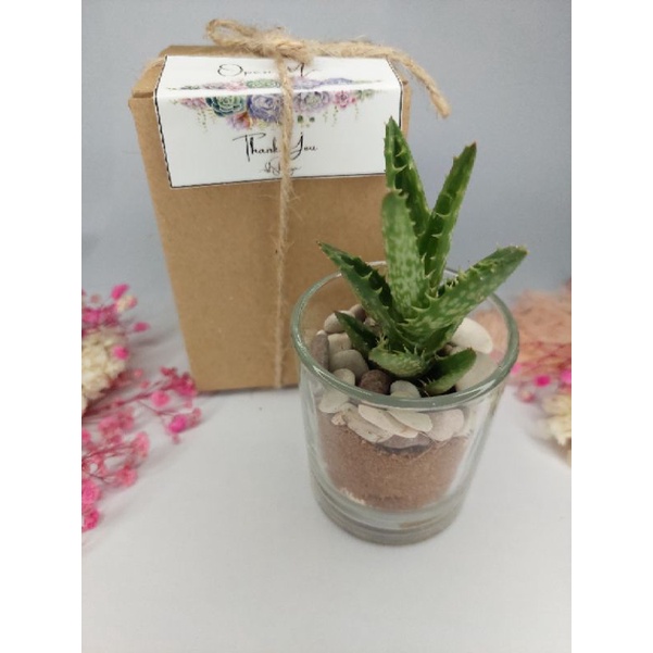 Bebas Pilih Sukulen/Kado Hampers Gift Terarium Glass/Mini Terarium gelas Sukulen Kaktus