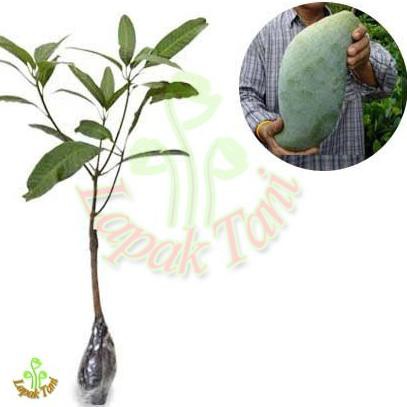 K0H Bibit Tanaman Buah Mangga Mahatir