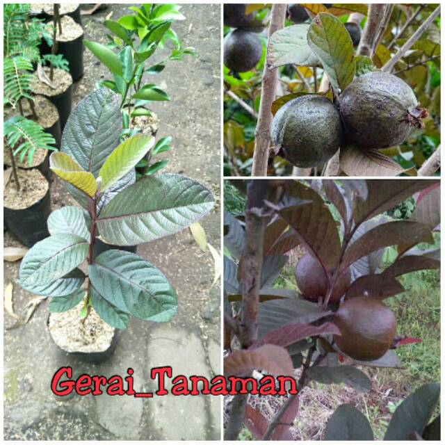 Bibit Jambu Biji Ungu