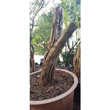 bahan bonsai hokianti prospek