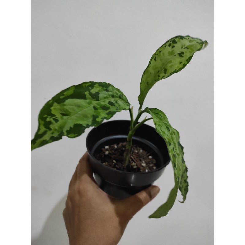 Aglonema Pictum Tricolor