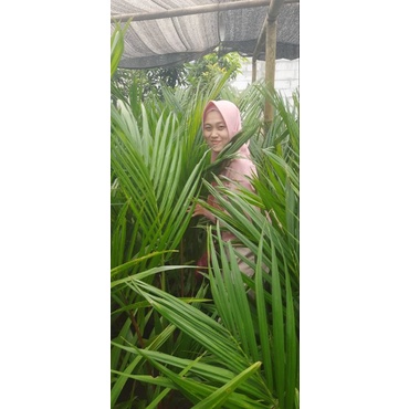 Palem merah super banyak anakan tinggi 1 meter tunas bibit purworejo