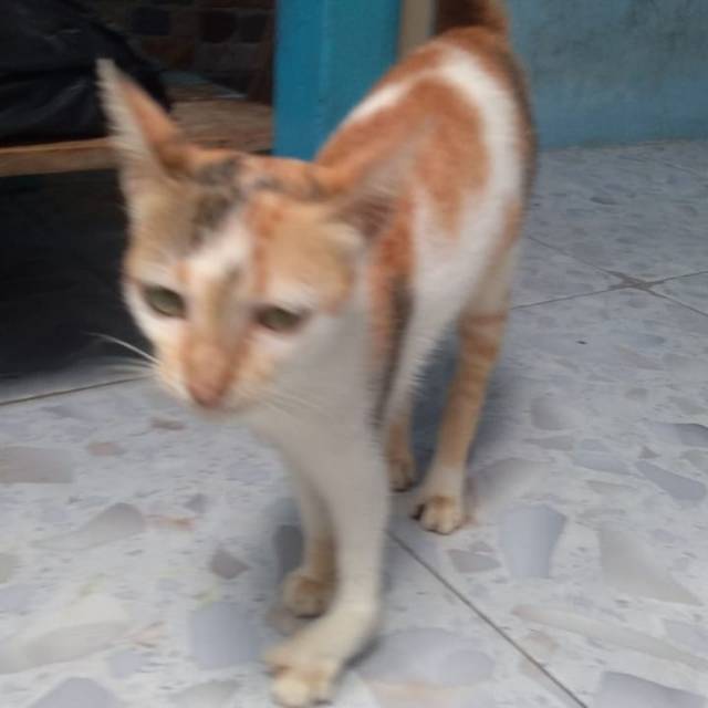 Jual kucing murah  Shopee Indonesia