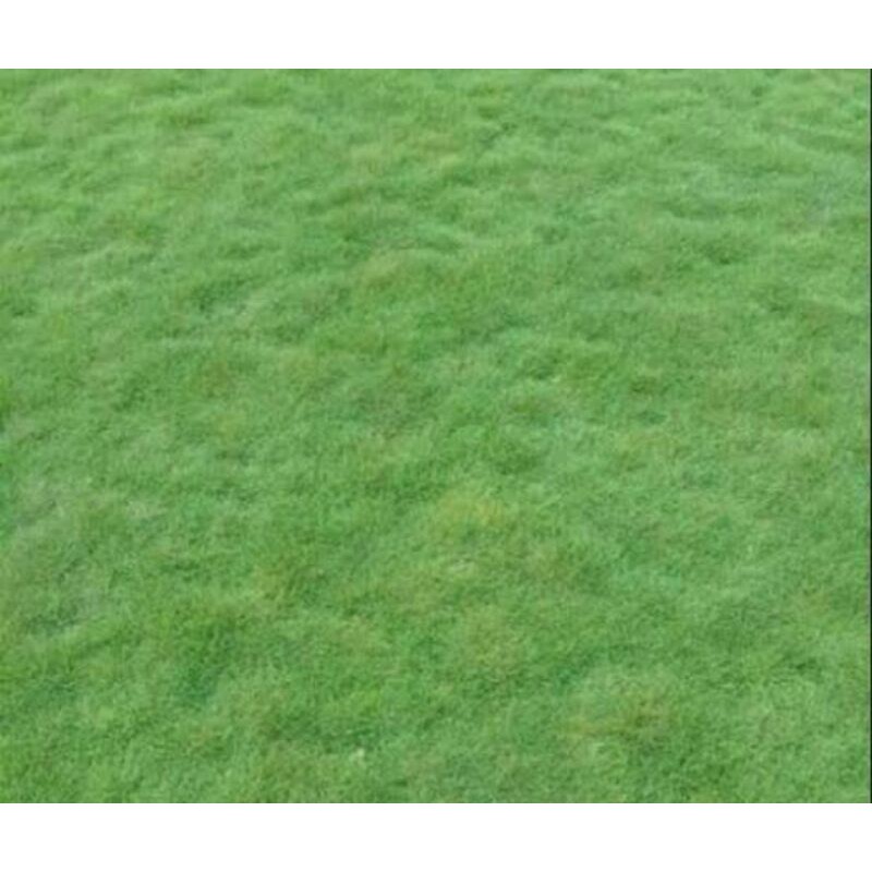rumput jepang/ rumput peking..per 50 meter