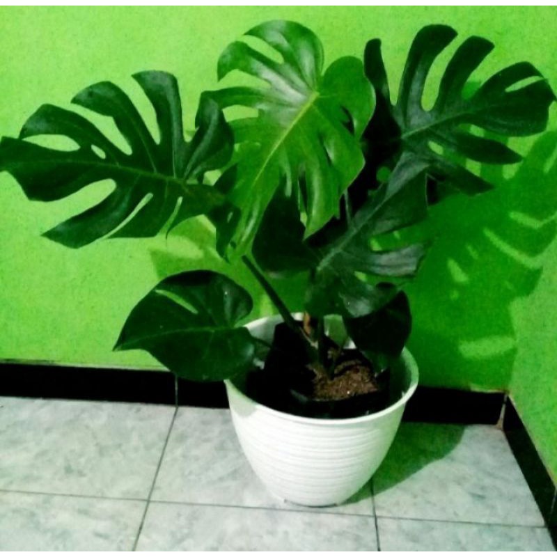 monstera deliciosa king