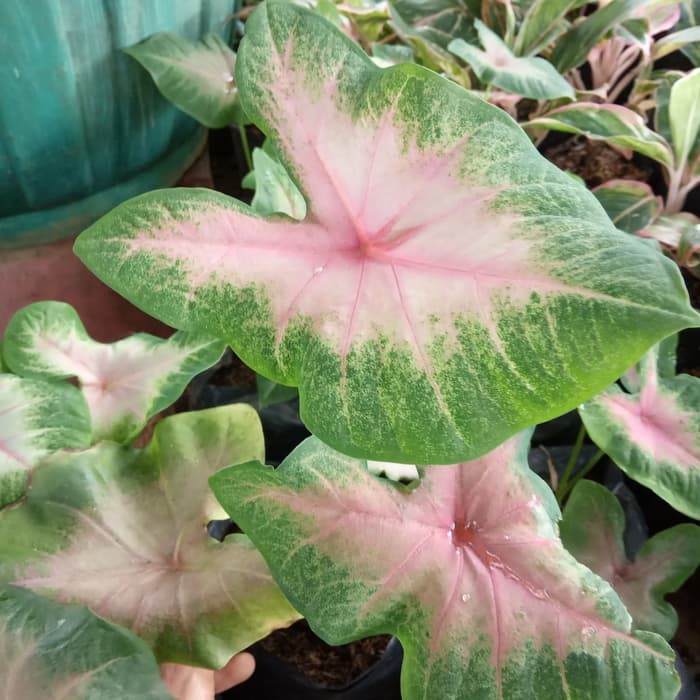 tanaman hias keladi merah - tanaman keladi merah - pohon keladi merah