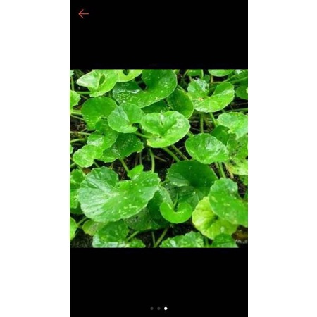 

daun pegagan/antanan segar 1 KG