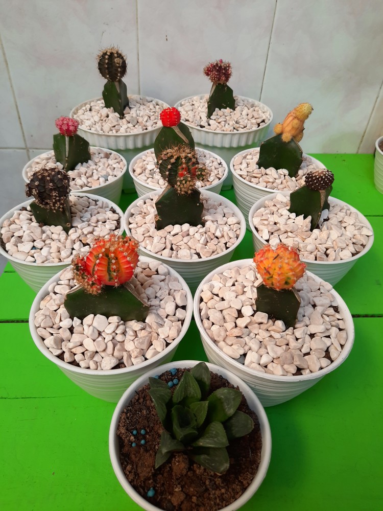 Kaktus Gymno Paket Sultan Dipot 10cm