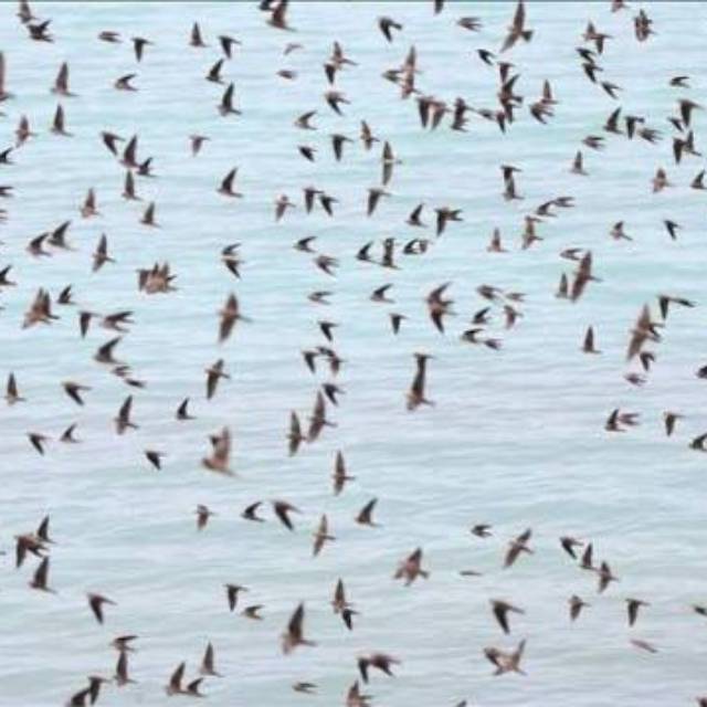 JUAL SUARA WALET PAKET KOMPLIT Promo selama Ramadhan 2020 original ampuh panggil walet, inap, tarik