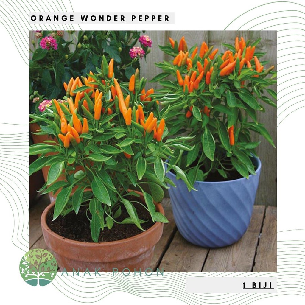 Benih Bibit Biji - Cabai Orange Wonder (Hot) Pepper Cabe Orange Seeds