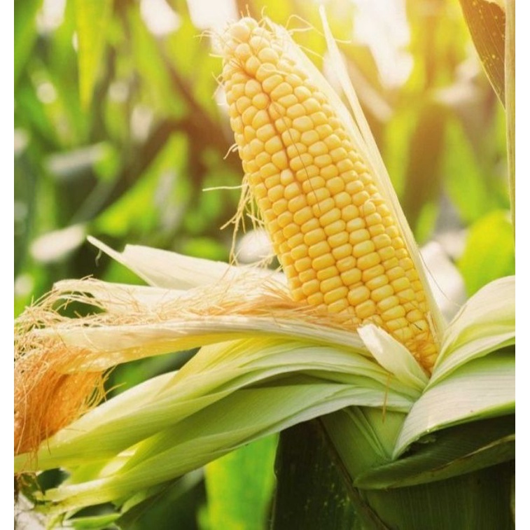 1 KG BENIH BIBIT JAGUNG MANIS UNGGUL BENIH JAGUNG MANIS SUPER