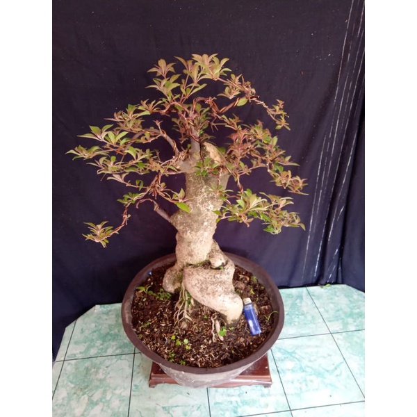 bonsai pusaka bonggol besar. nonstop berbunga