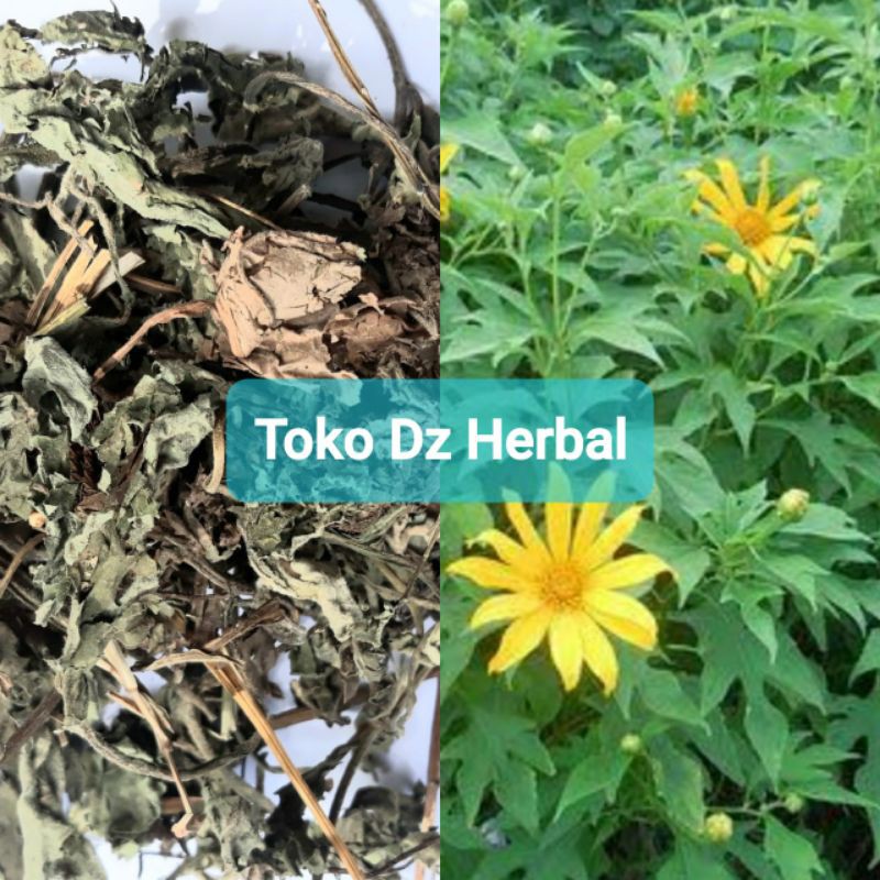 

Daun insulin kering paket 500 gram natural-az