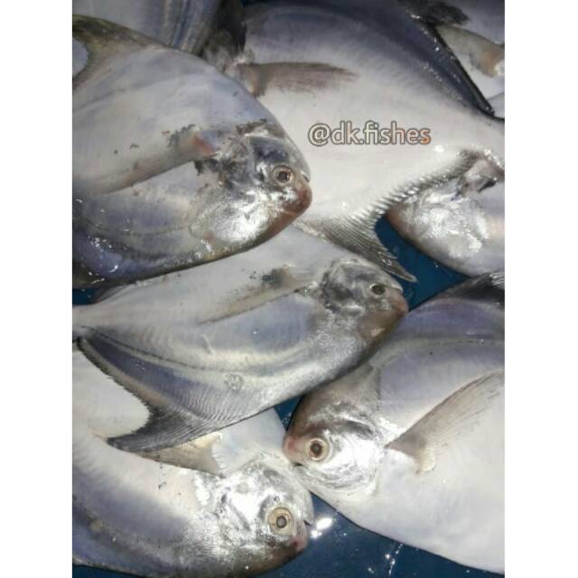 

Bawal Putih B / Pack 1kg