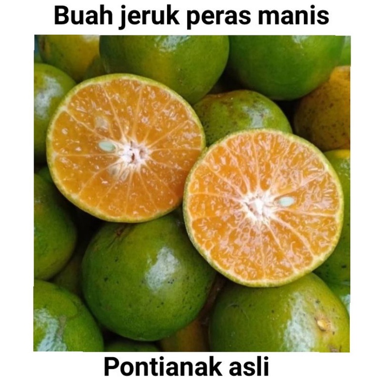 

buah jeruk peras manis Pontianak asli