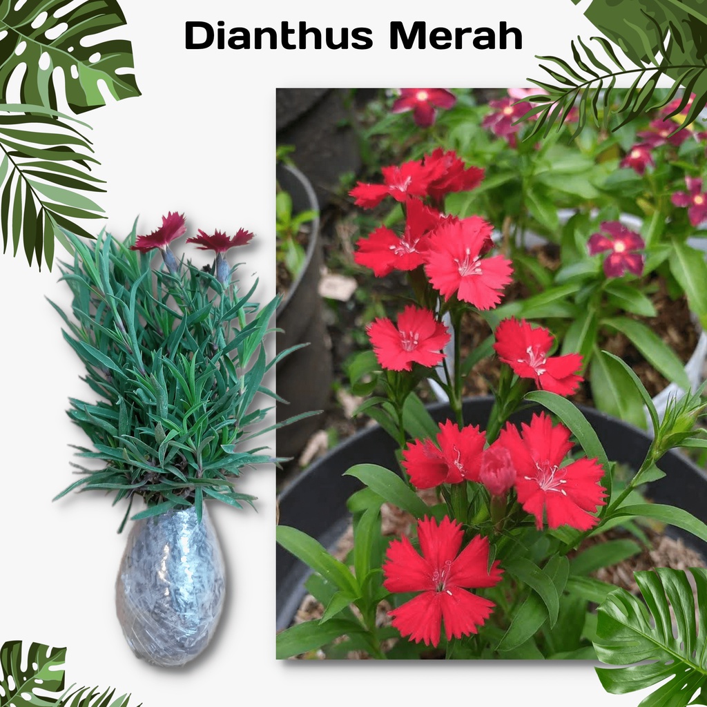 Tanaman Bunga Dianthus Merah / Anyelir Merah (Berbunga) - Tanaman Hias Bunga Dianthus - Bibit Tanaman Hias Bunga Anyelir