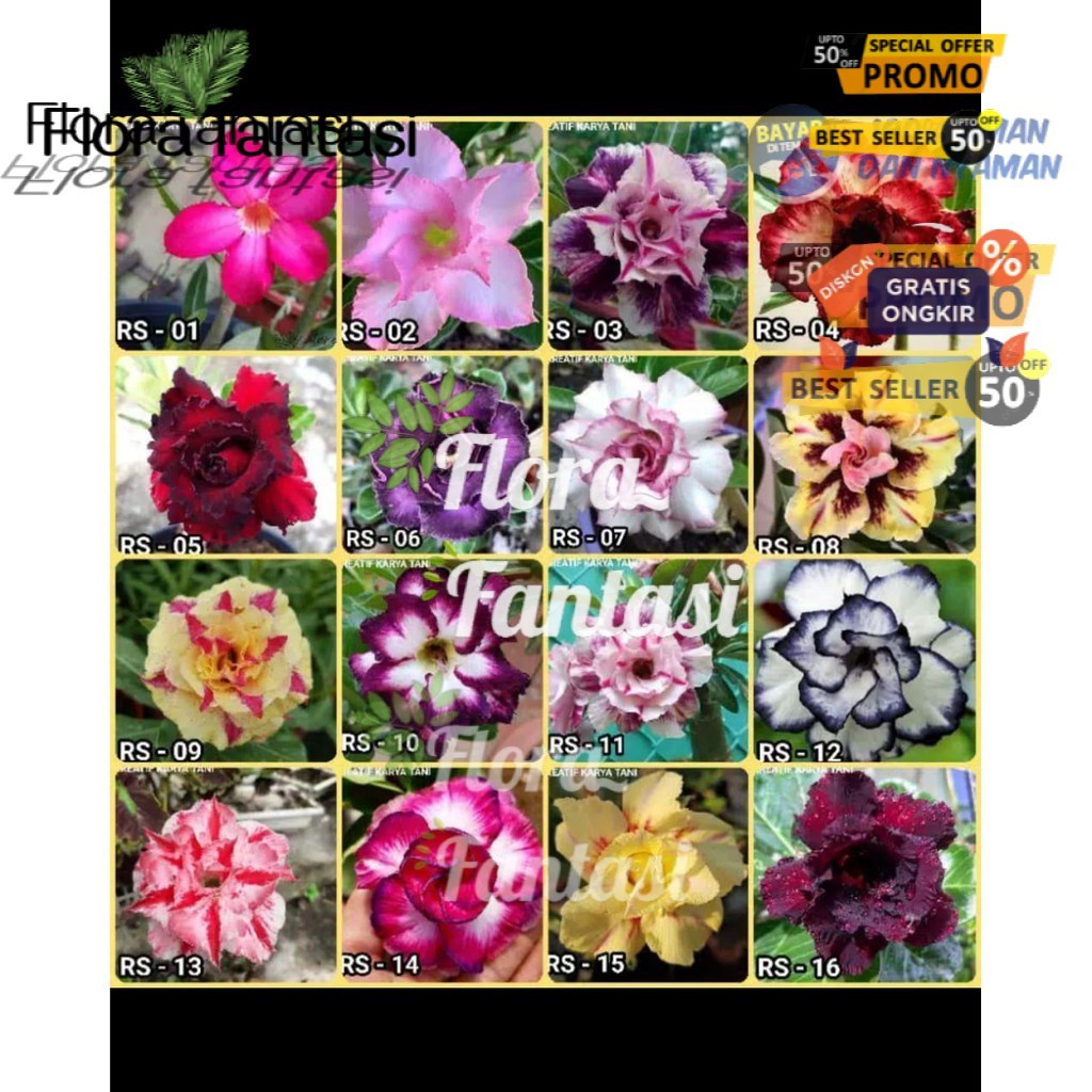 Paket 15 Adenium kamboja bunga tumpuk bonggol besar adenium jepang-adenium 1 pohon 3 warna adenium b
