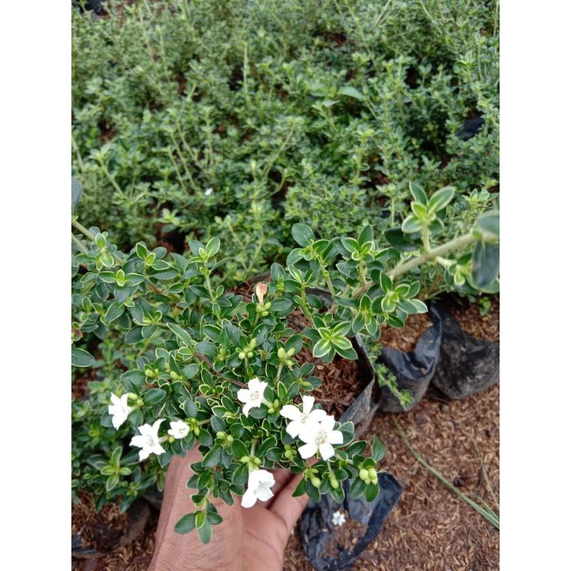 tanaman hias Mirten variegata - bibit bonsai Mirten - bonsai Mirten - bibit Mirten - Mirten