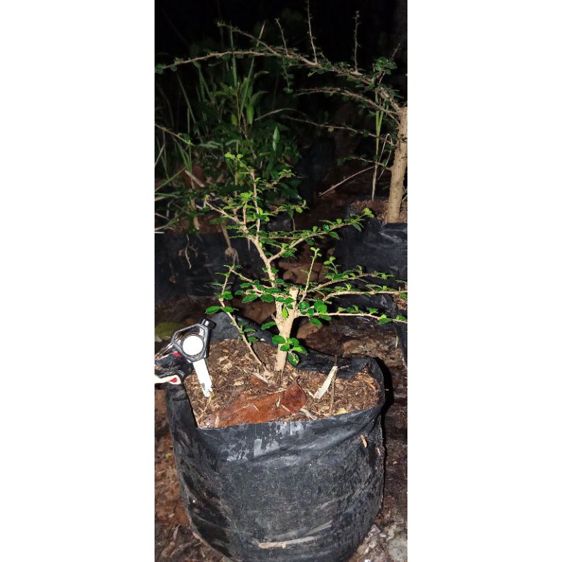 Bibit Bonsai Hokiantea Micro Import