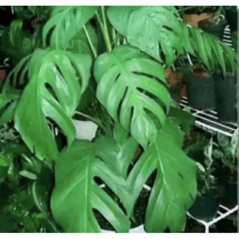 BIBIT MONSTERA KING JUNGLE / bonggol monstera king jungle
