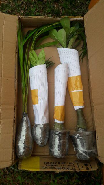 Tanaman Hias Crossandra