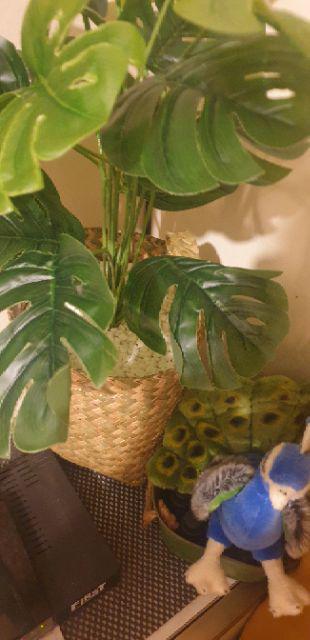 Paket 11 Pcs Purun (1 Kg), Premium Quality