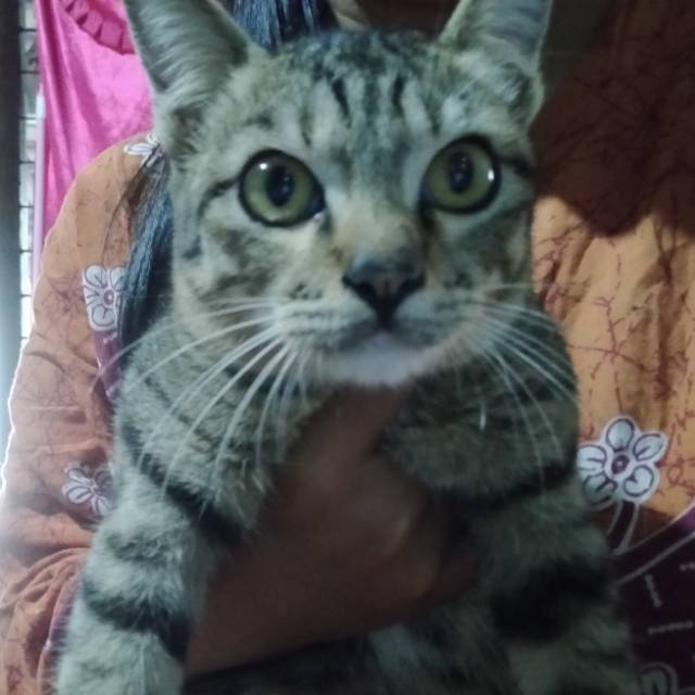 agungdwinugroho03041994