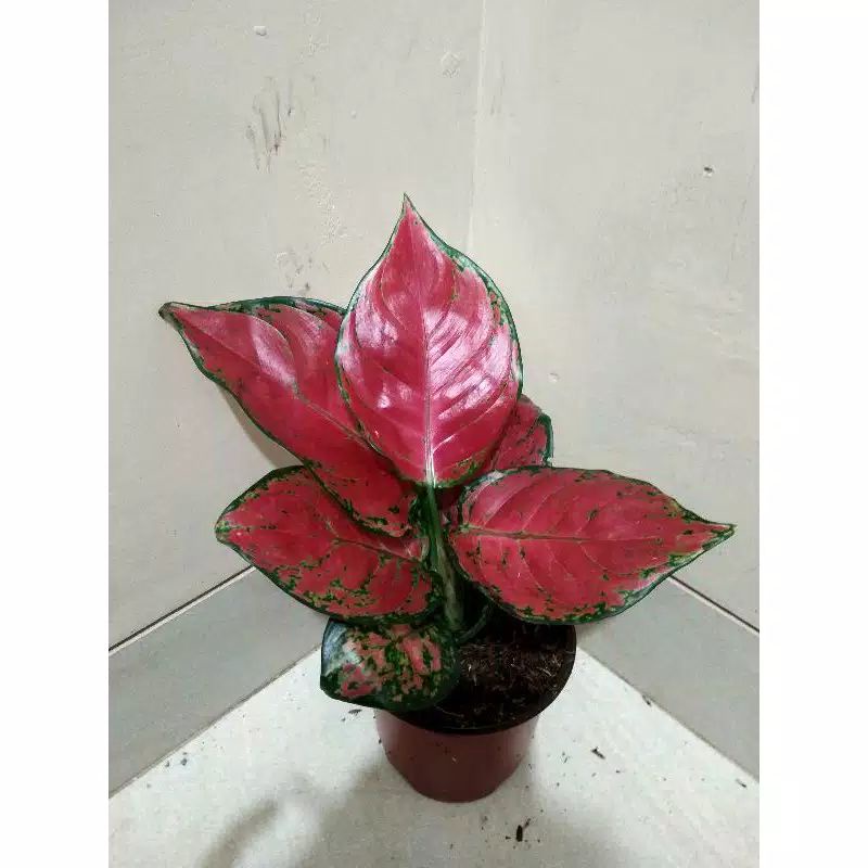 Aglonema red anjamani remaja