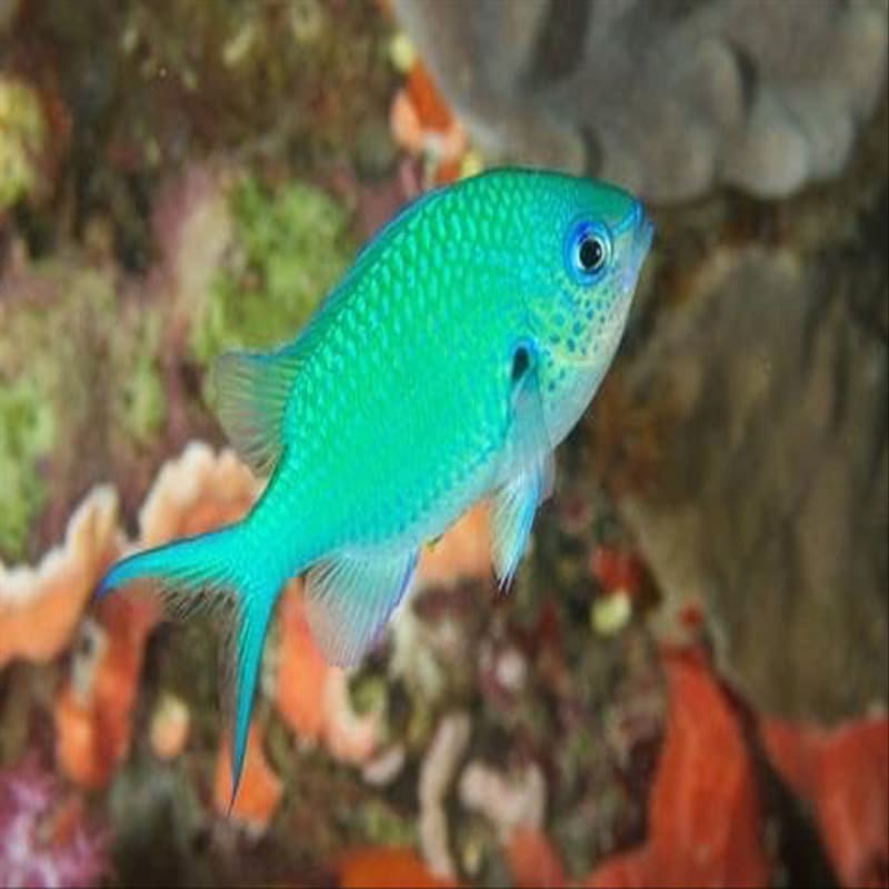 ikan hias laut betok jae jae