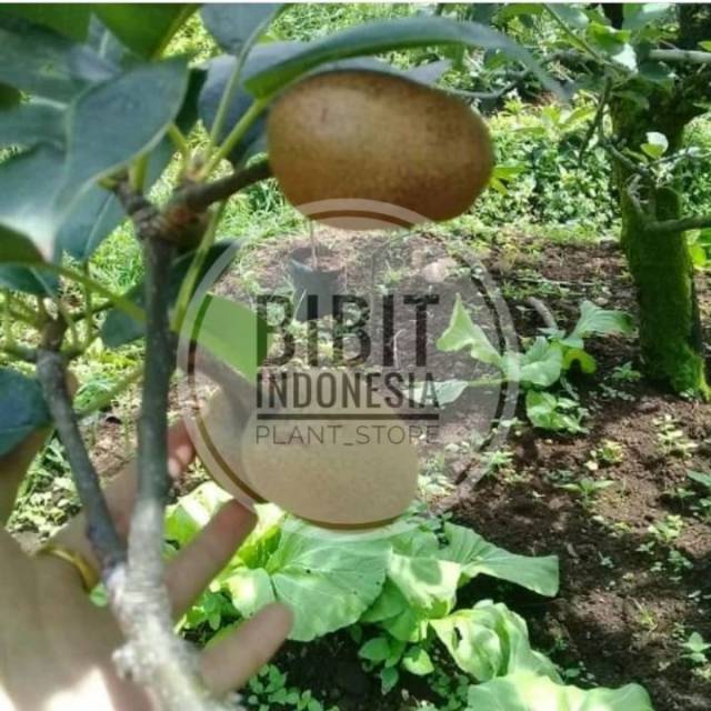 bibit buah pir Asia pir nachi pear coklat