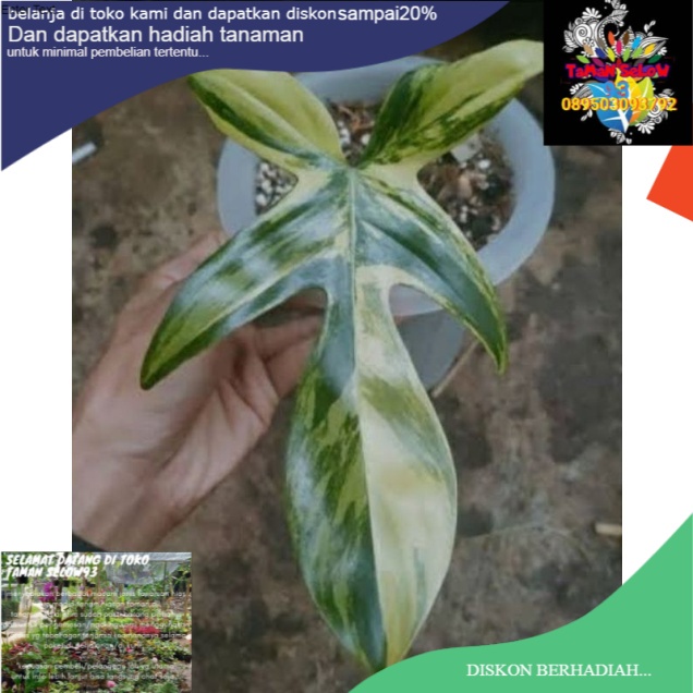 philodendron Florida beauty /flobe