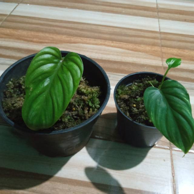 Philodendron Plowmanii black face