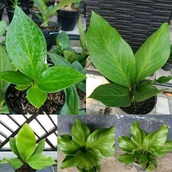 tanaman hias Bibit antorium jemani kobra