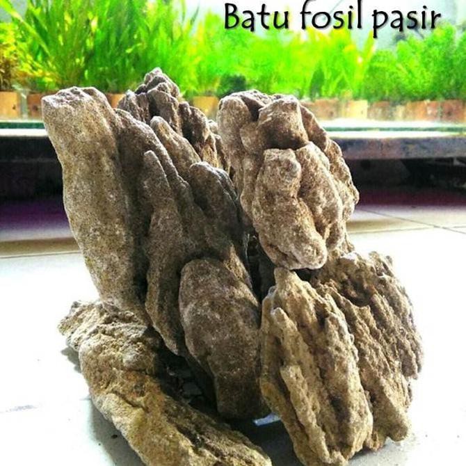 batu aquascape batu fosil pasir grade A 1kg