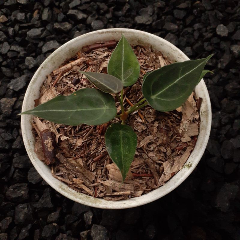 Tanaman Hias Anthurium Forgetii / Kuping Gajah Buta Original / not Philo / Dorayaki Murah