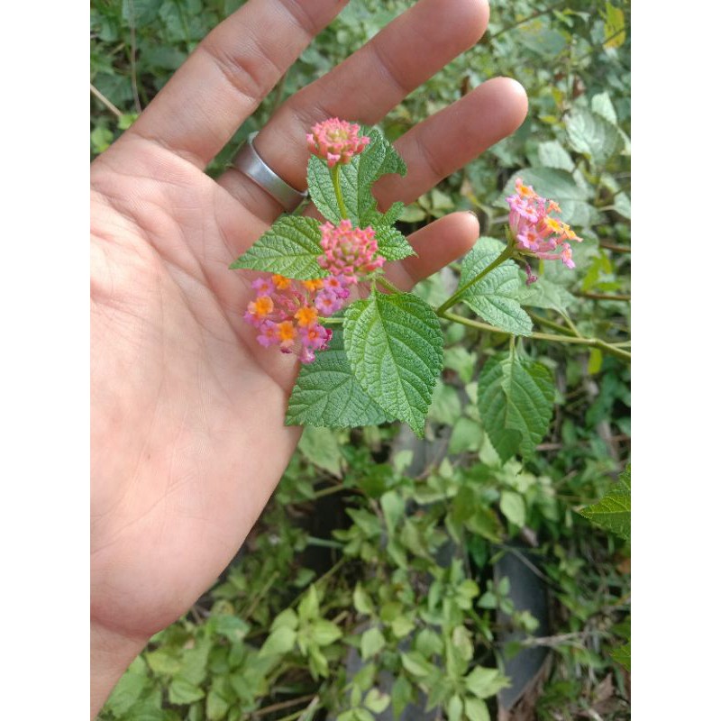 bibit lantana/bunga lantana murah