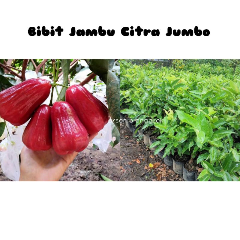 Bibit Jambu Citra Jumbo