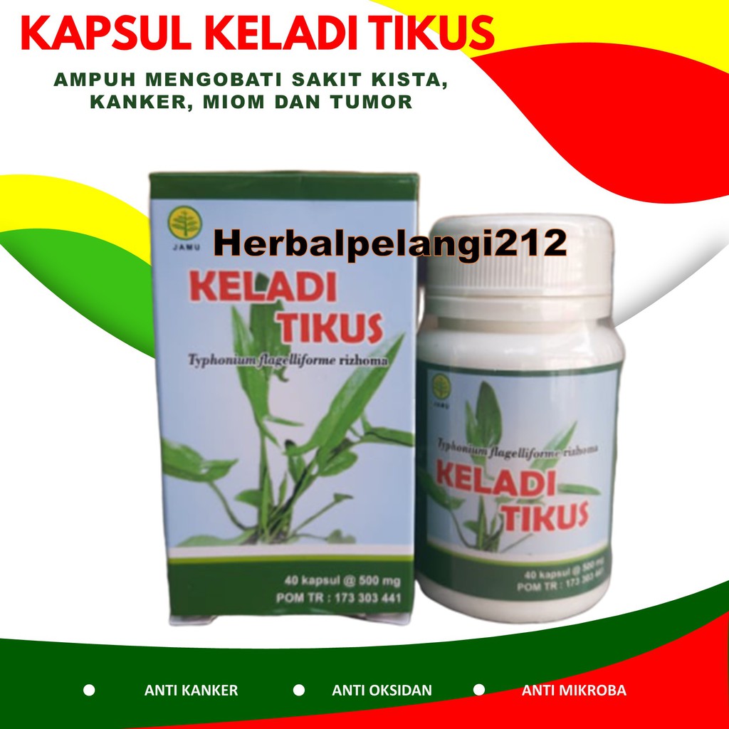 ( COD ) KELADI TIKUS KAPSUL ASLI TERLARIS | KELADI TIKUS HERBAL UNTUK KANKER