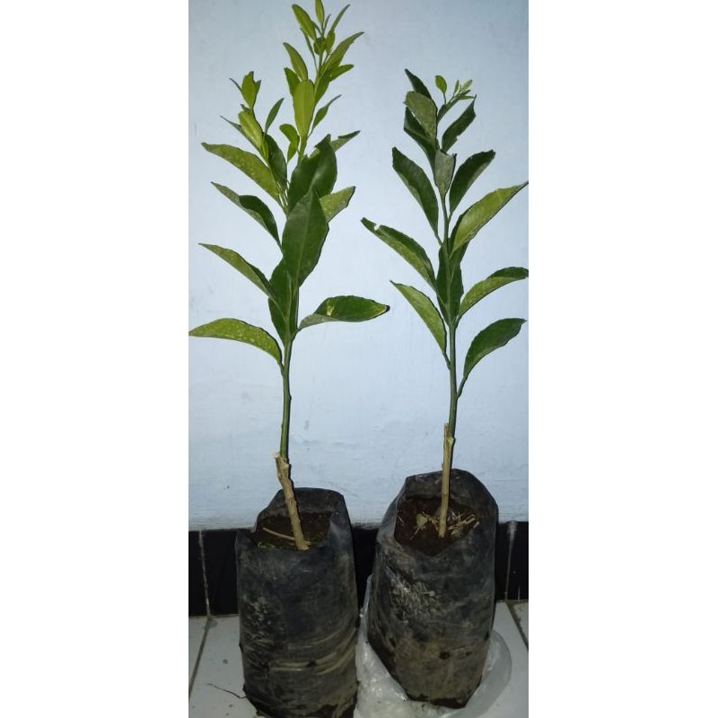 bibit jeruk santang madu asli manis