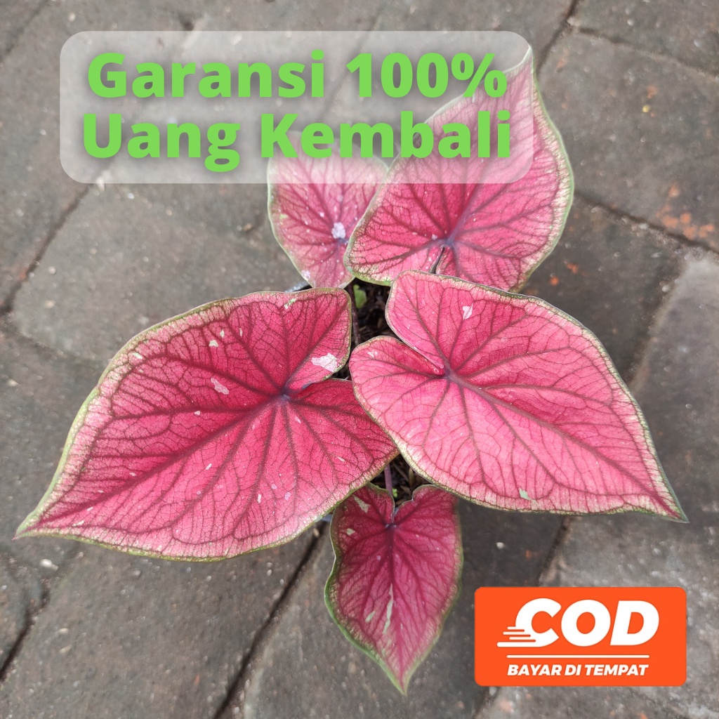 BISA COD Keladi Caladium Red Jaguar Merah Daun Ganda  - Tanaman Hias Daun Pohon Bunga Hidup Murah Me