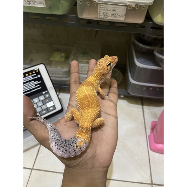 Leopard Gecko Female Tangerine Enigma PH Tremper Cakep No. 201