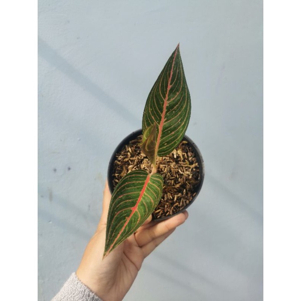 Aglaonema Green Legacy