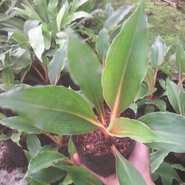 Tanaman Hias Orange Walisota/Tanaman Bunga Walisota