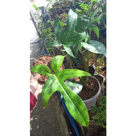 TANAMAN HIAS FLORIDA BEAUTY BATANG HIJAU