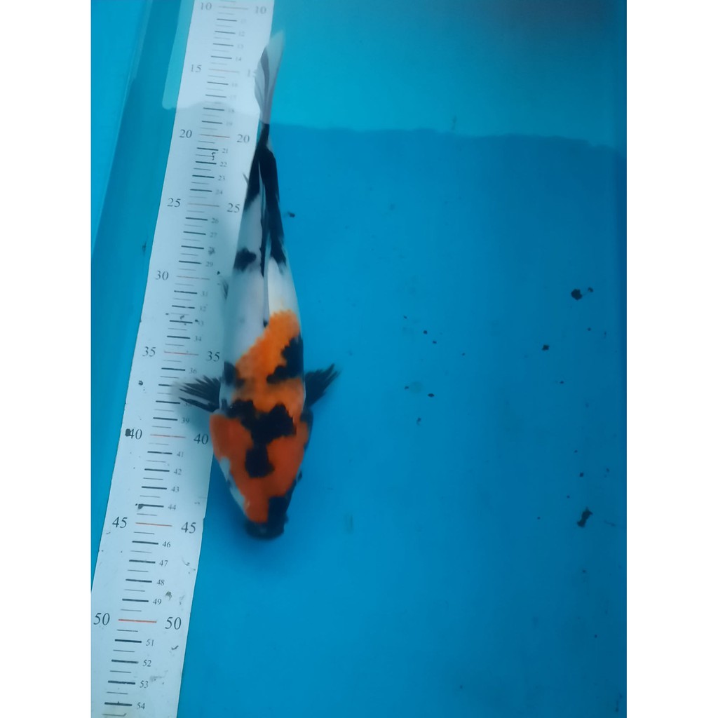 koi kinda showa 30cm grad A