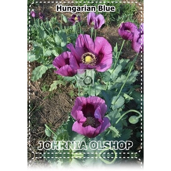 Jual Johrnia 3 Benih Biji Bunga POPPY Hungarian Blue | Shopee Indonesia