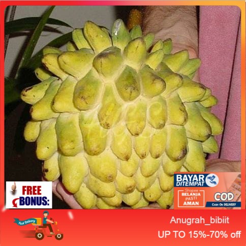 Bibit Tanaman Buah Srikaya Biriba